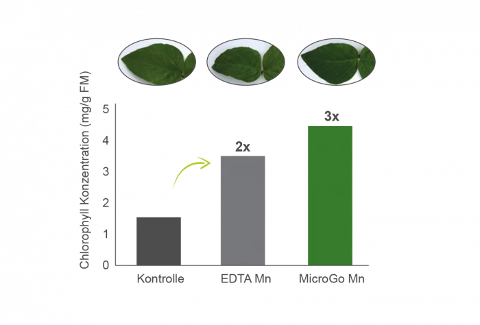 Versuchsgrafik Chlorophyll Konzentration